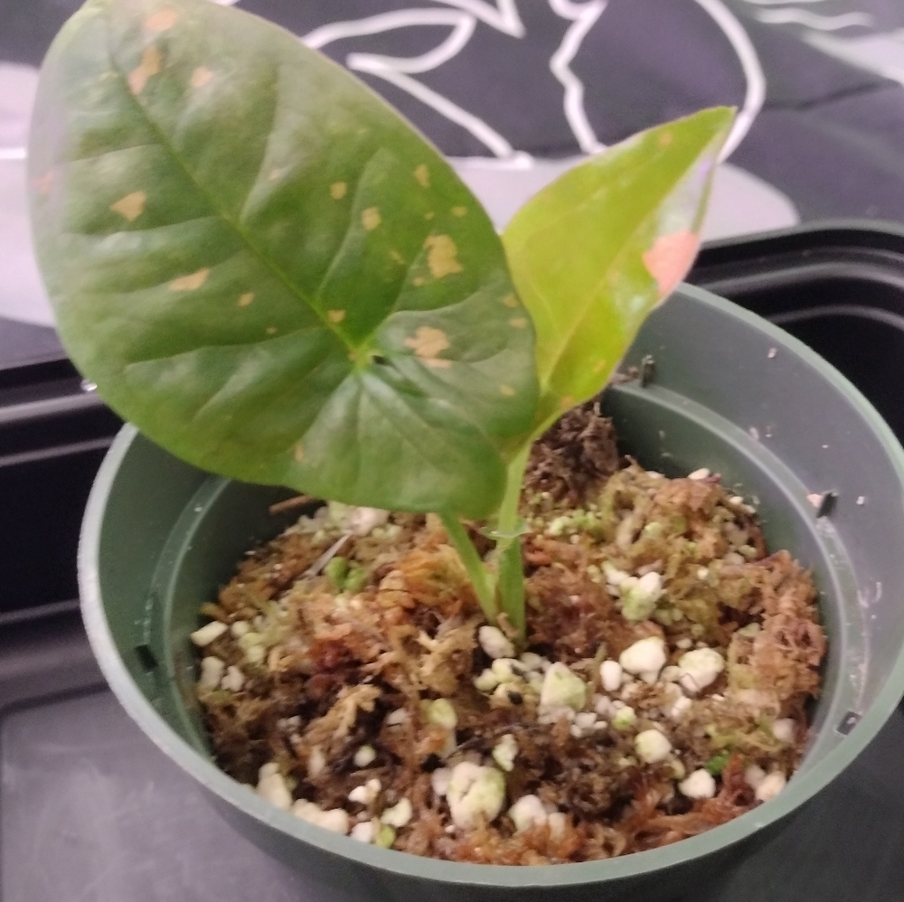 Syngonium Pink Flecked (4in. pot)